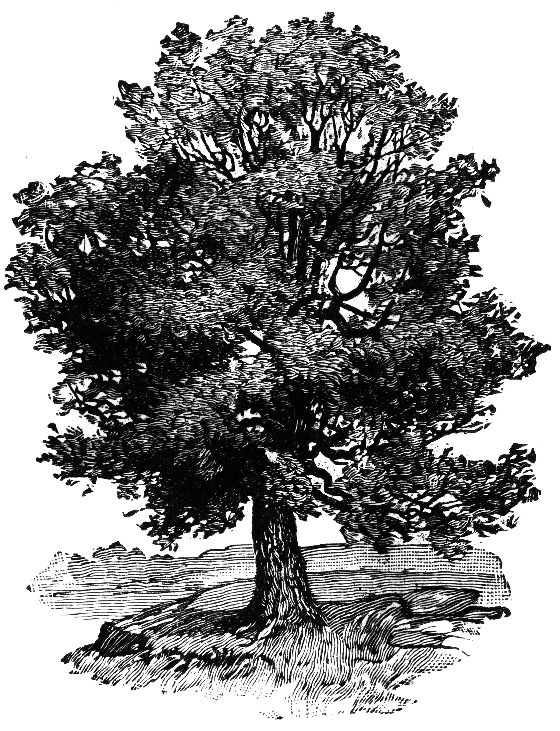 Oak Tree | ClipArt ETC