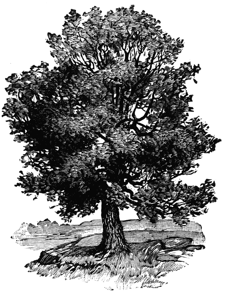 clipart oak tree - photo #28