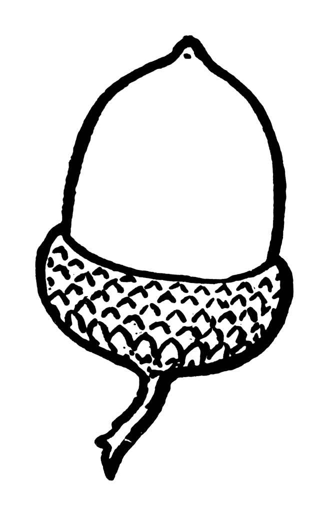 free black and white acorn clip art - photo #18