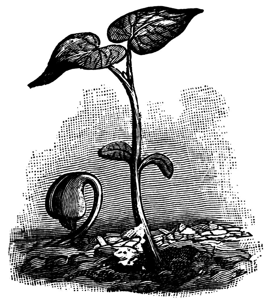bean plant depiction