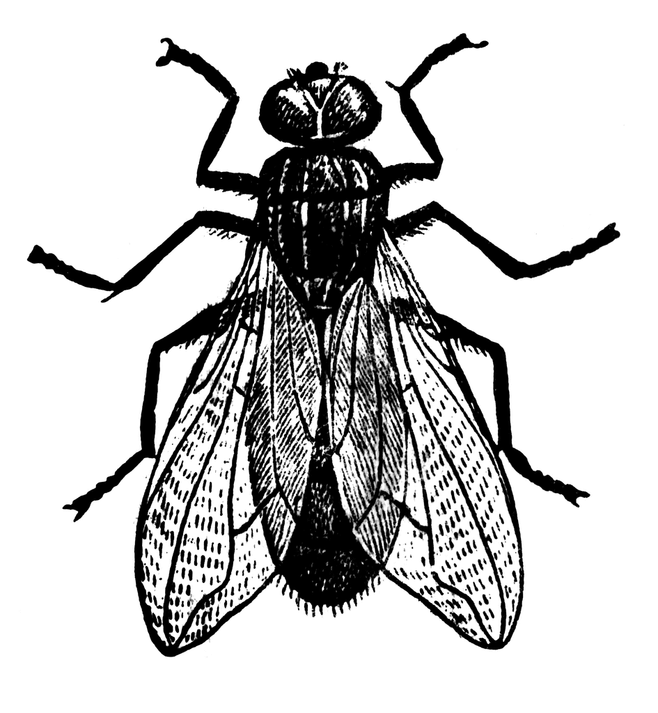 clipart of fly - photo #32