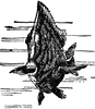Surgeon Fish