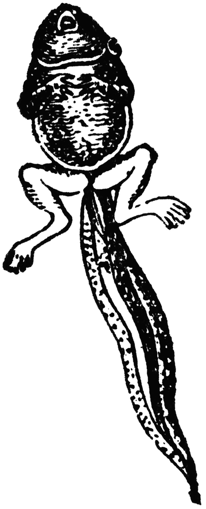 tadpole with legs clipart - photo #36