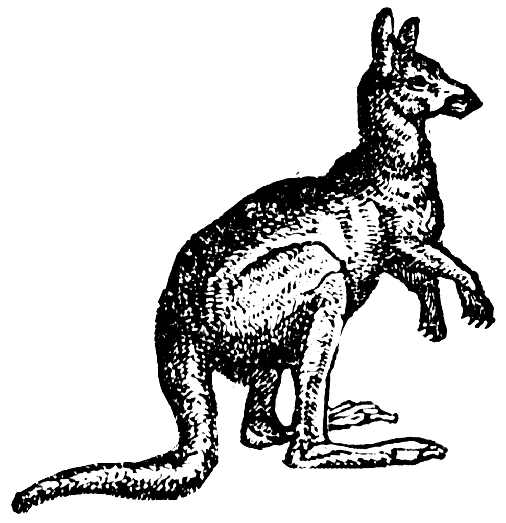 free christmas kangaroo clipart - photo #42