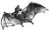 Vampire Bat