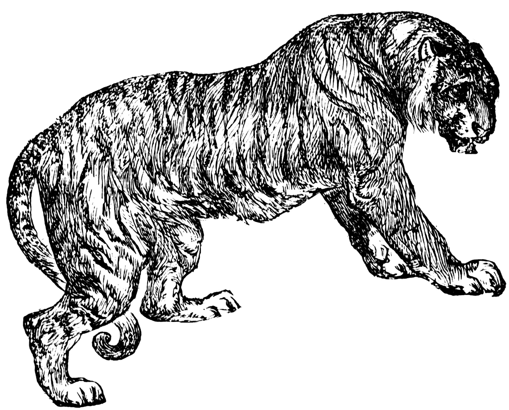 clipart tiger pictures