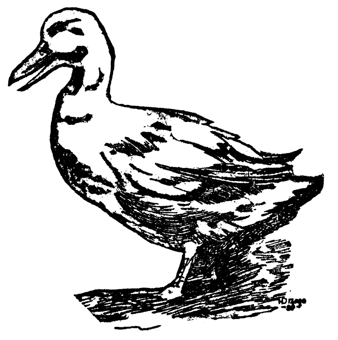 Duck