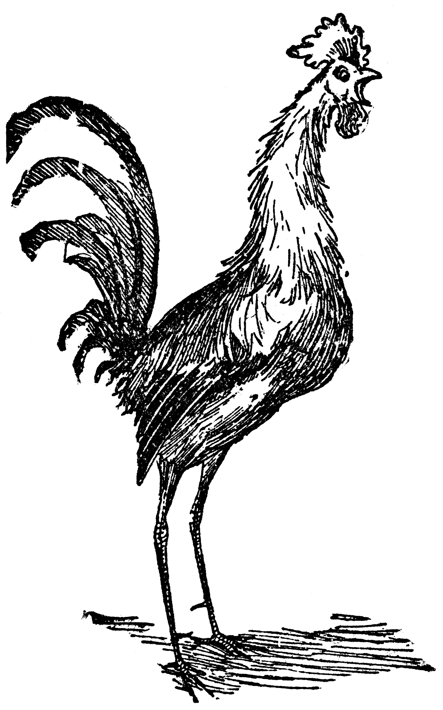 clipart rooster crowing - photo #34