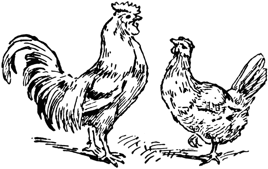 rooster clipart black and white - photo #40