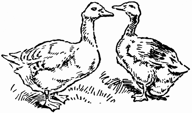 goose clipart black and white - photo #33