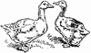 Goose and Gander