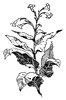 Tobacco