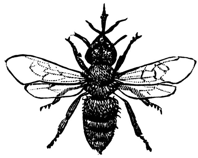 worker bee clipart - photo #39