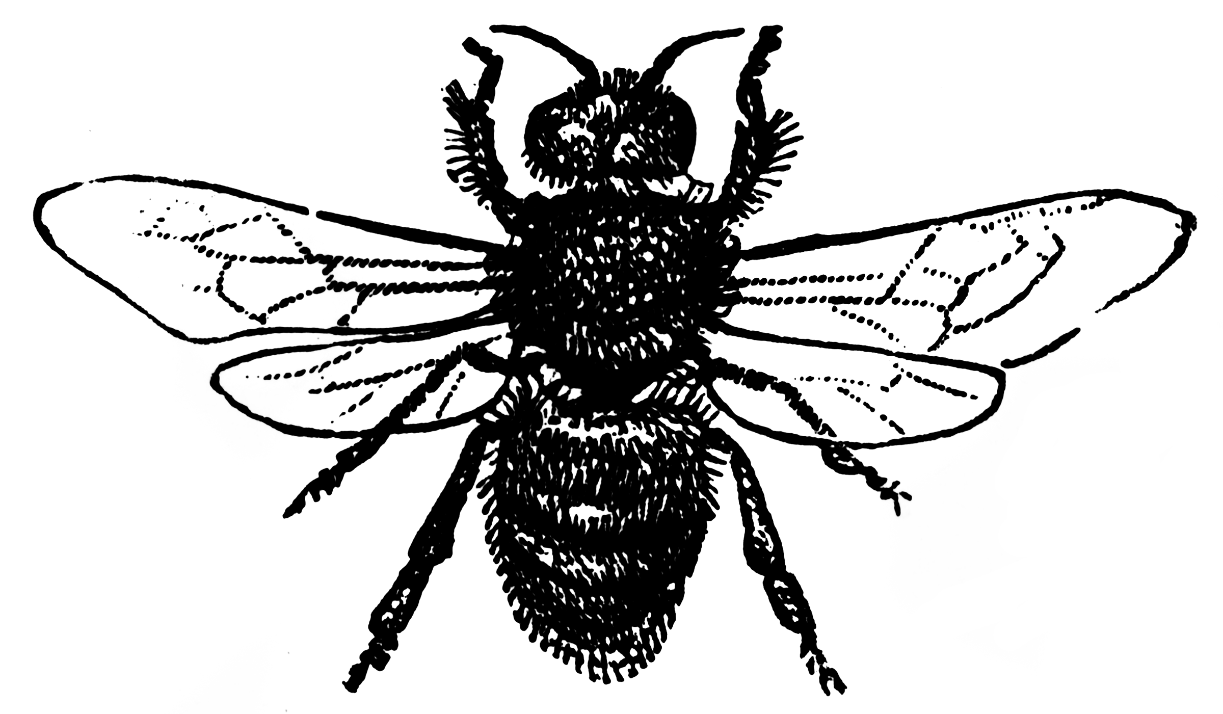 bee drone clipart - photo #9