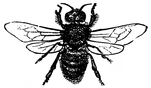 bee drone clipart - photo #22