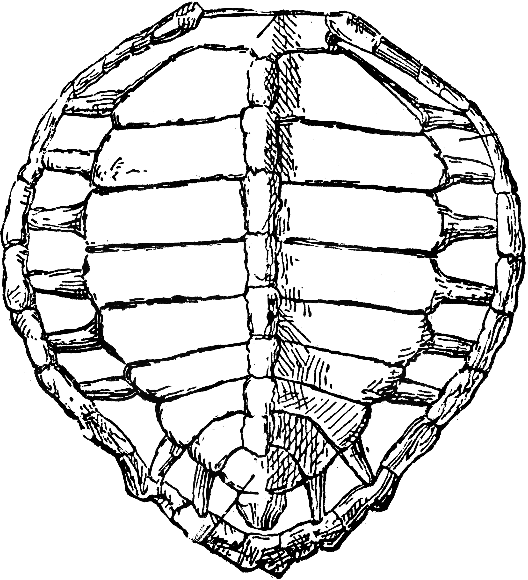 Turtle Shell | ClipArt ETC