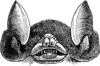 Bat Head