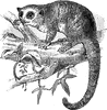 Brown Mouse Lemur