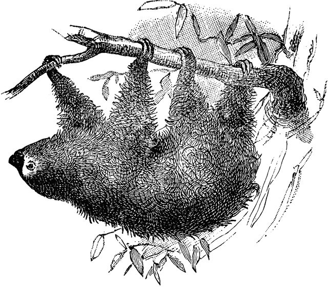 mammals sloth