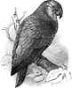 Amazon Parrot