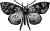 Cidaria