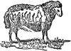 Ram