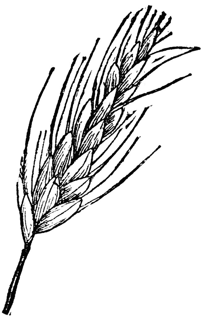clipart of wheat - photo #11