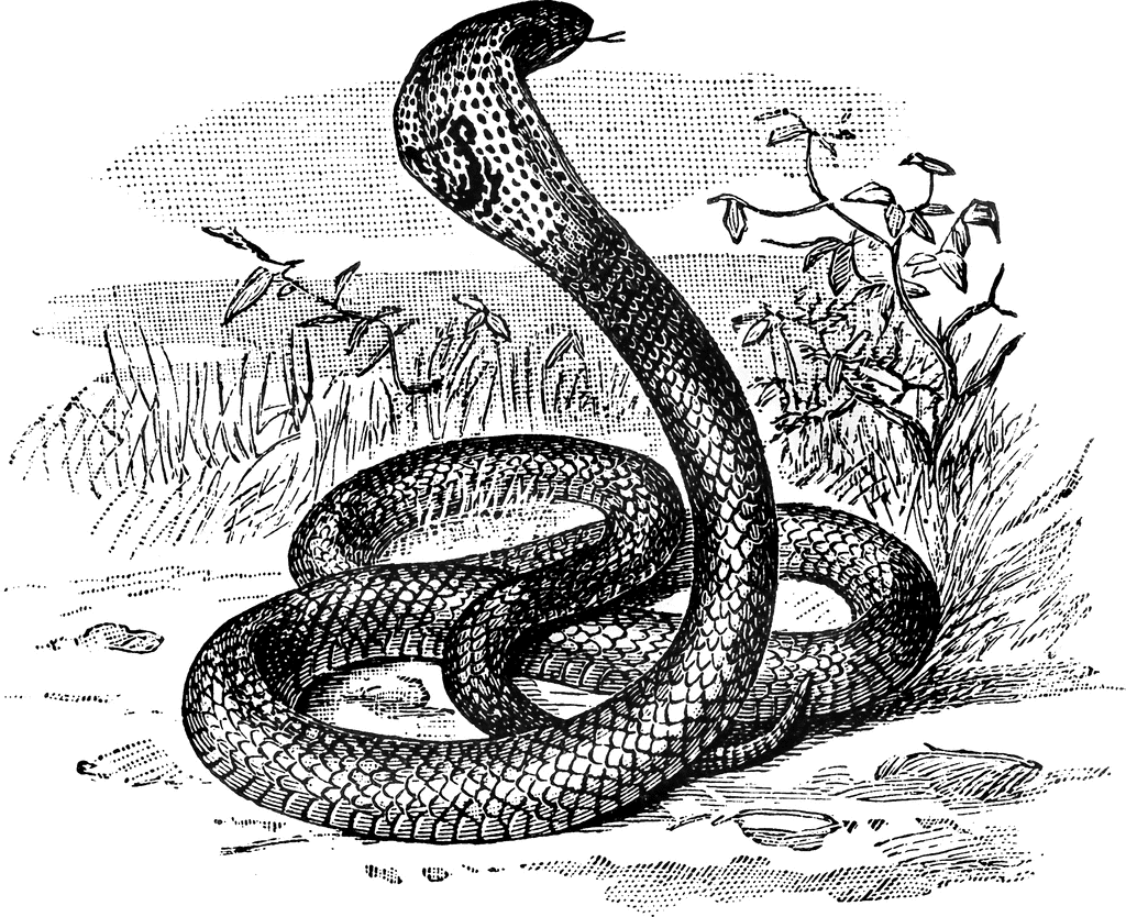 Cobra