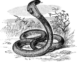 A cobra 3 to 4 feet in length with its head up.