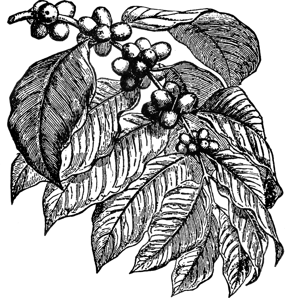 coffee plant clip art - photo #22