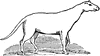 Anoplotherium Commune