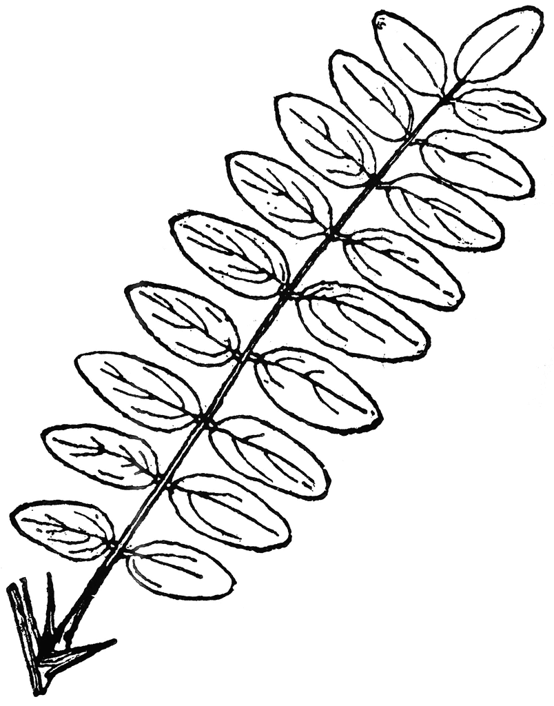 clip art buckeye leaf - photo #20