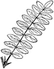 Compound Leaf