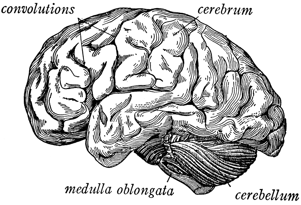 Side view of the brain | ClipArt ETC