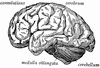 Side view of the brain