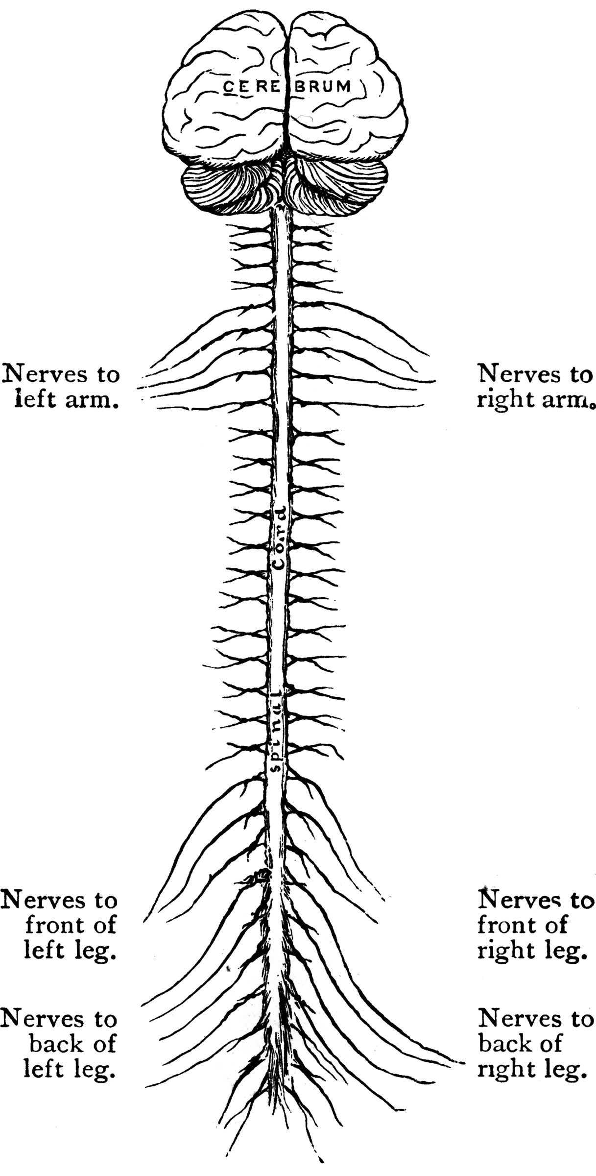 spinal nerves anatomy