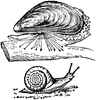 Snail
