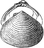 Clam Shell