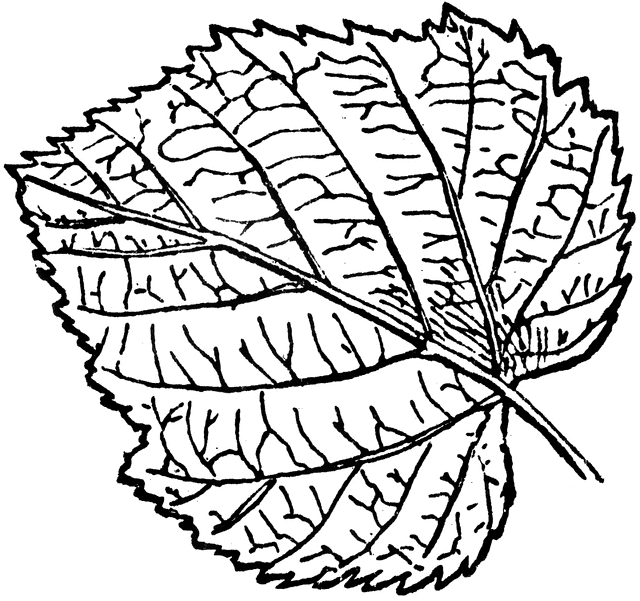 clipart leaf shape - photo #50