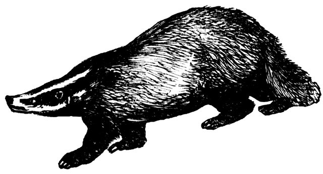 clipart badger - photo #20