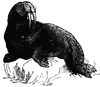 Walrus