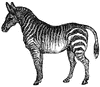 Zebra