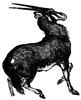 Oryx