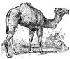Camel