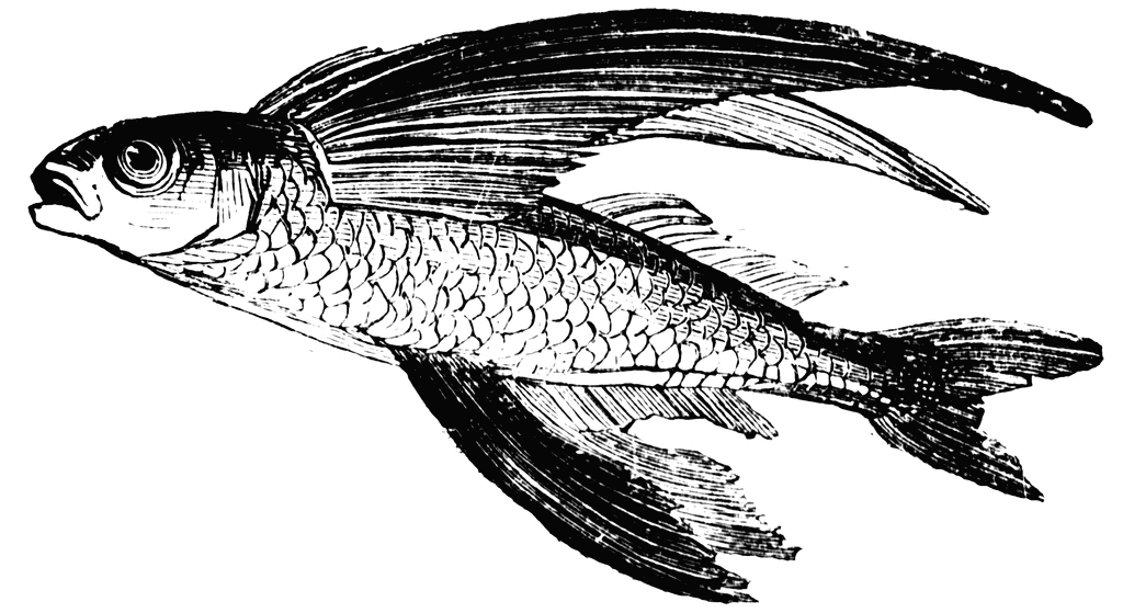 clipart fishes. clipart fishes. Flying Fish; Flying Fish. brayhite. Apr 11, 11:55 AM. I have to laugh to myself whenever I