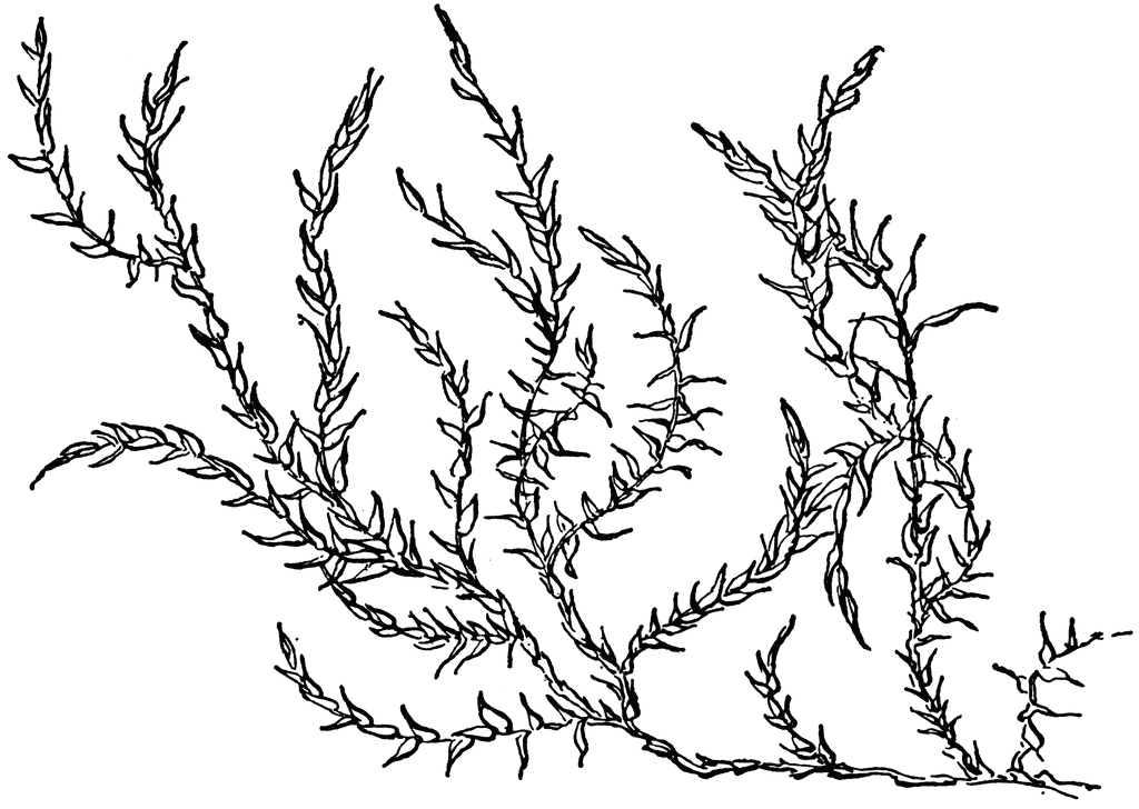 weeds clipart