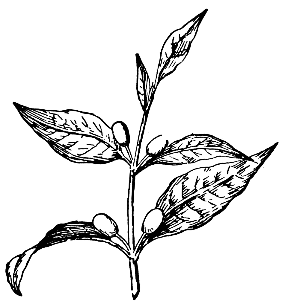 coffee plant clip art - photo #20