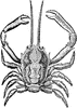 Crab