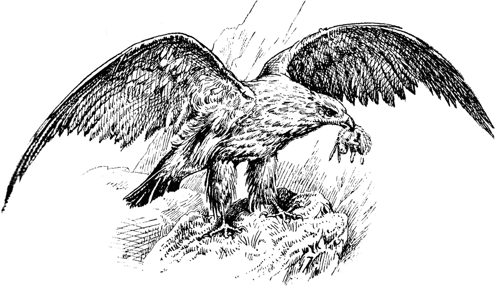 free clip art golden eagle - photo #5