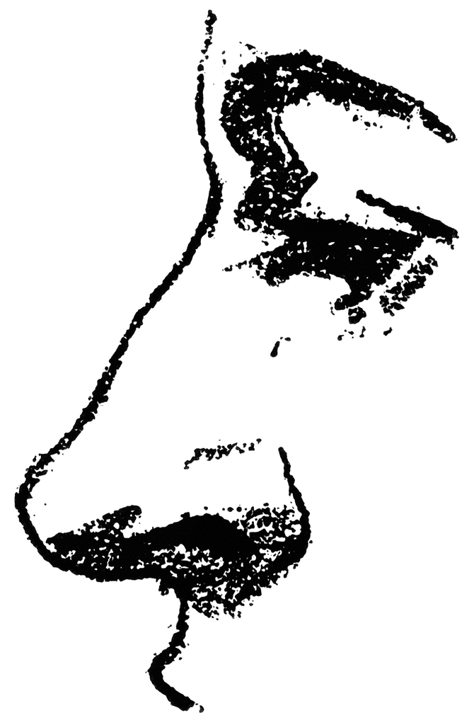 clipart pictures of nose - photo #49